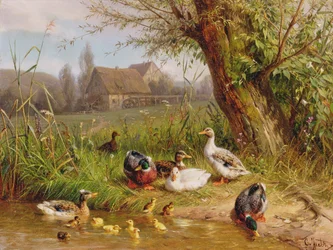 Patos Mallard con sus patitos